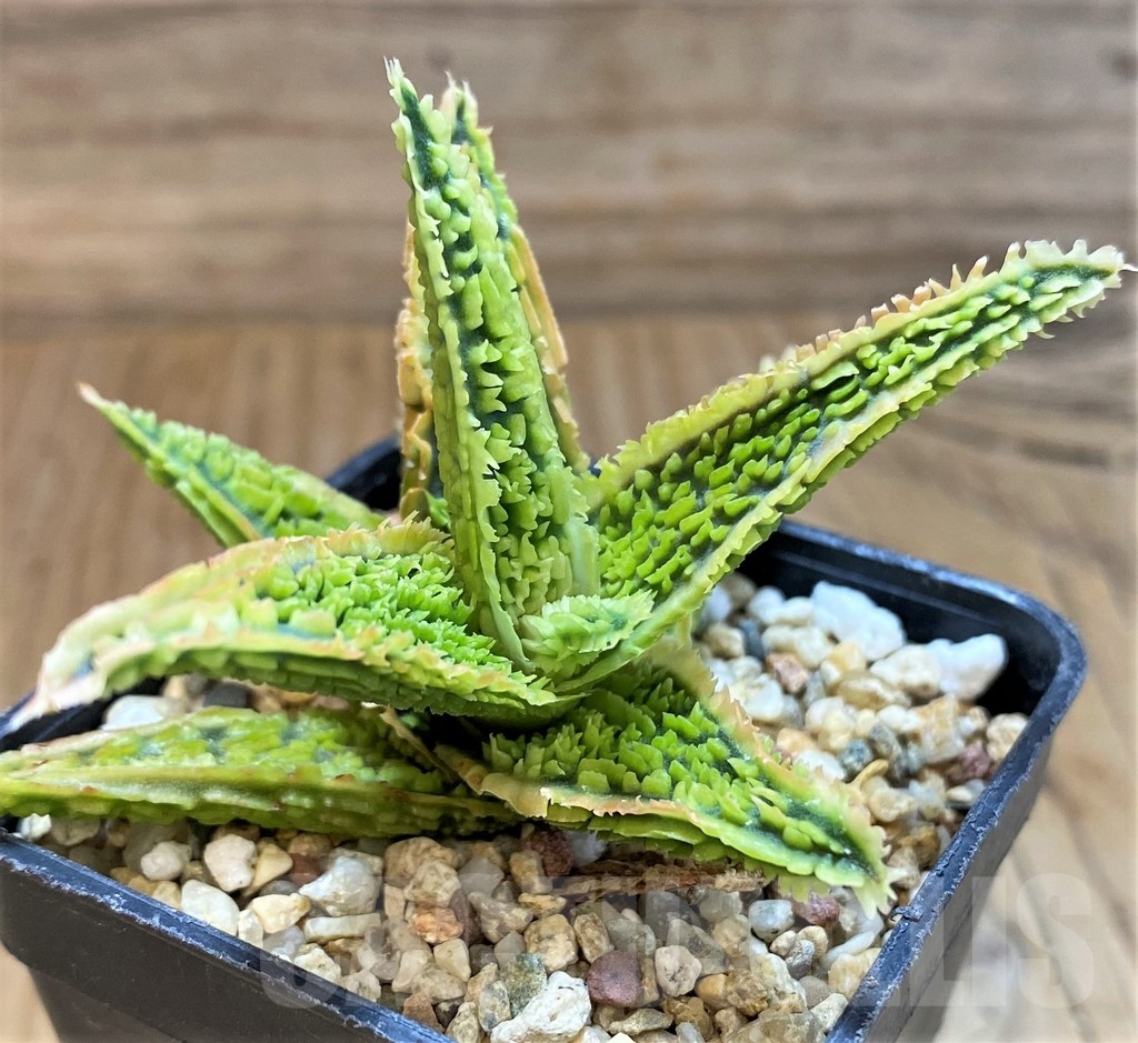 SH21335 Aloe TCT hybrid
