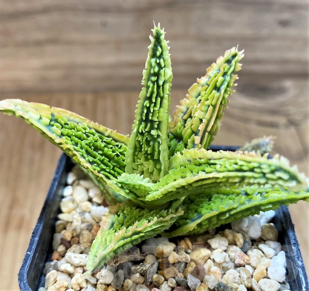 SH21335 Aloe TCT hybrid - immagine 2