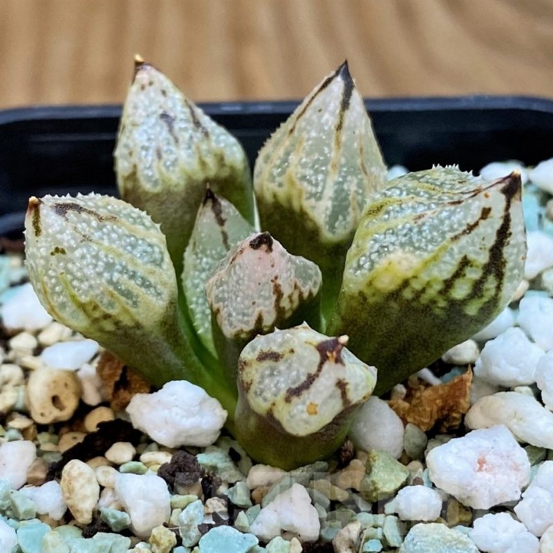 SH21288 Haworthia ‘Princess Kazunomiya’ mutant
