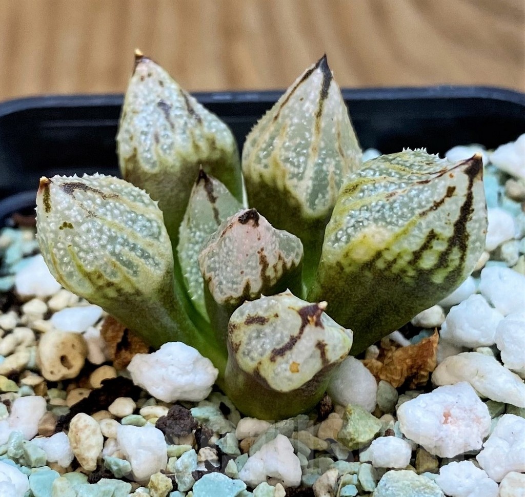 SH21288 Haworthia ‘Princess Kazunomiya’ mutant