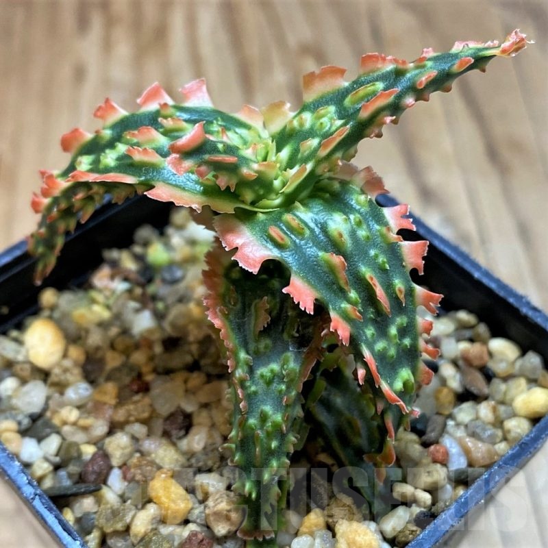 SH21336 Aloe TCT hybrid