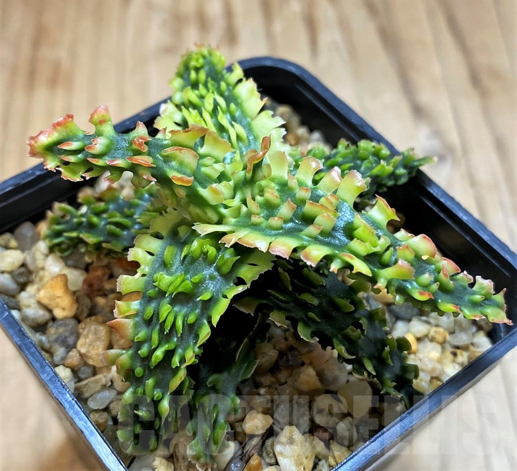 SH21337 Aloe TCT hybrid - immagine 2