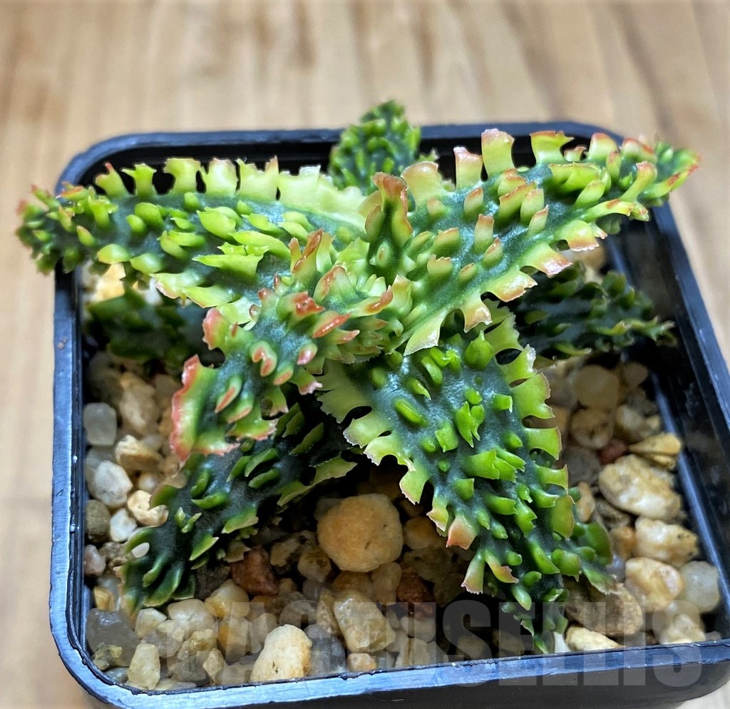 SH21337 Aloe TCT hybrid