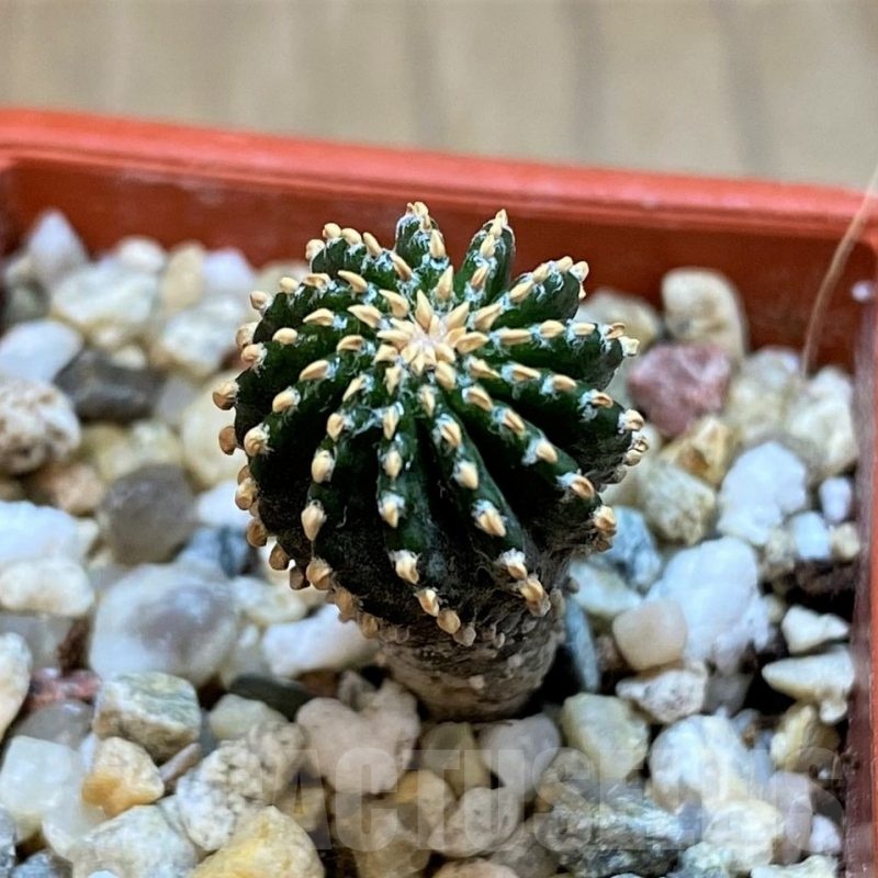 SH21338 Geohintonia neomexicana, seedling