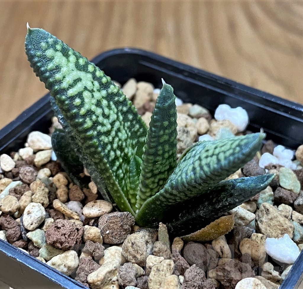 SH21271 Haworthia pumila 'Donut' x koelmaniorum - Image 2