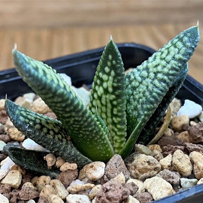 SH21271 Haworthia pumila 'Donut' x koelmaniorum