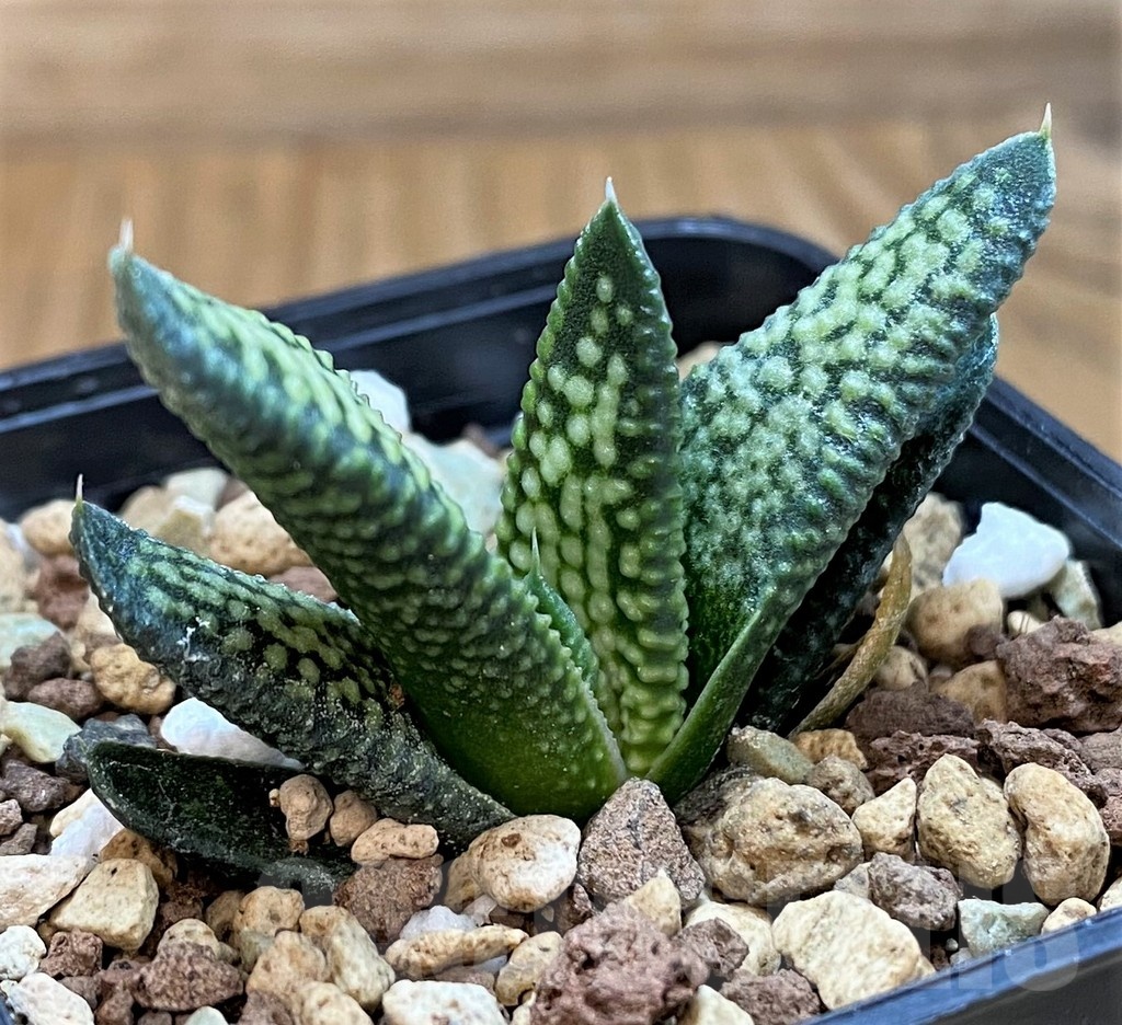 SH21271 Haworthia pumila 'Donut' x koelmaniorum