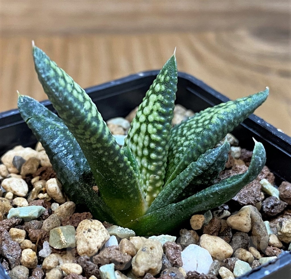 SH21272 Haworthia pumila 'Donut' x koelmaniorum