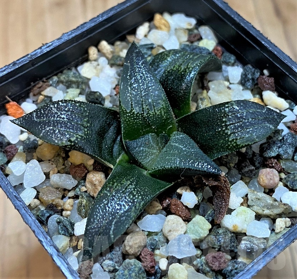 SH21273 Haworthia marxii hybrid