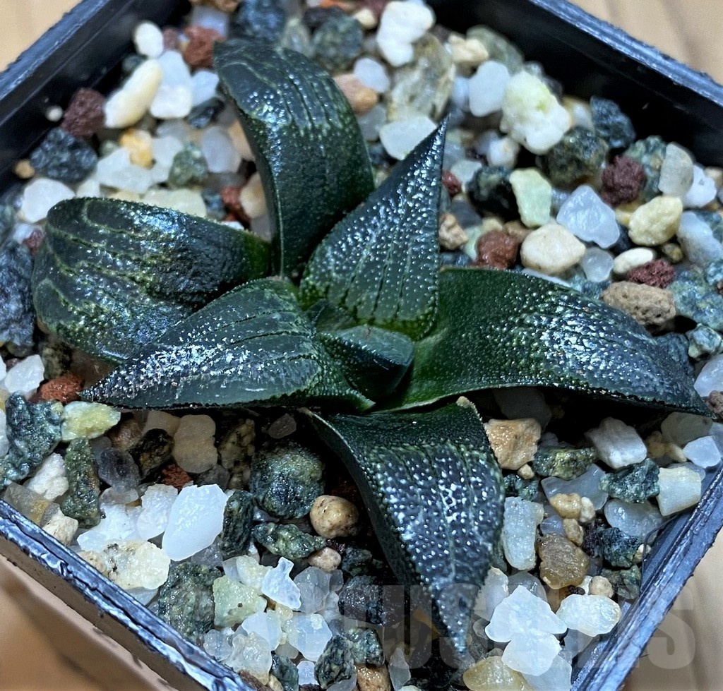 SH21273 Haworthia marxii hybrid - immagine 2
