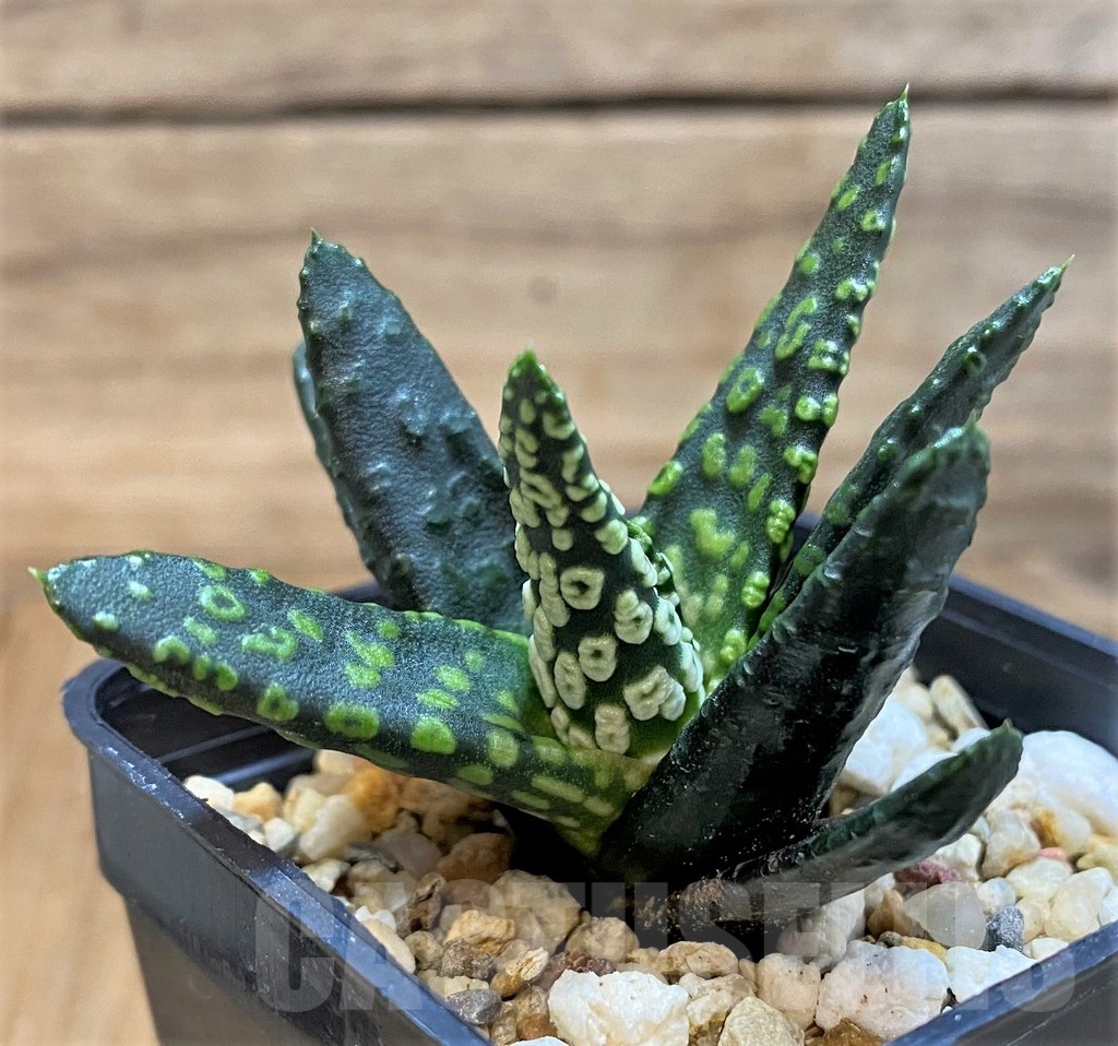 SH21289 Haworthia pumila 'Donut' - Image 2