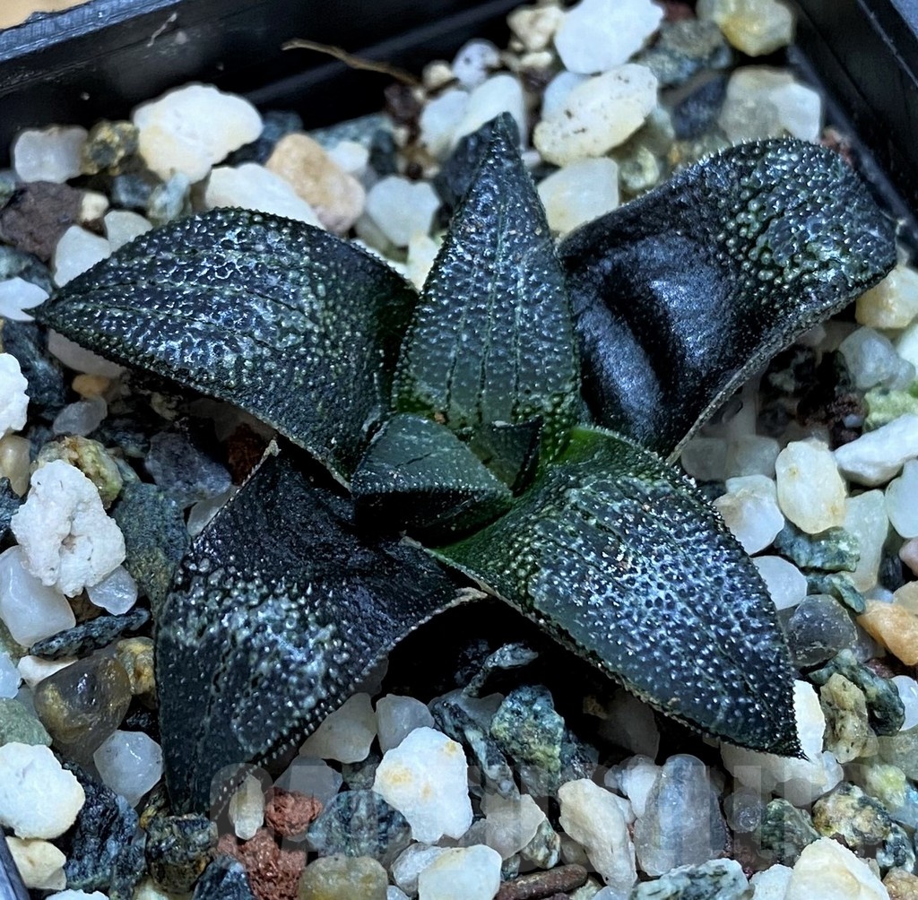 SH21274 Haworthia marxii hybrid