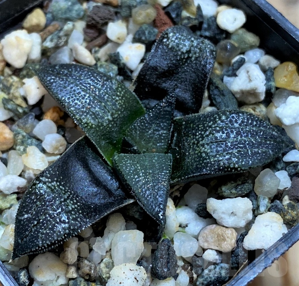 SH21274 Haworthia marxii hybrid - Obrázek 2