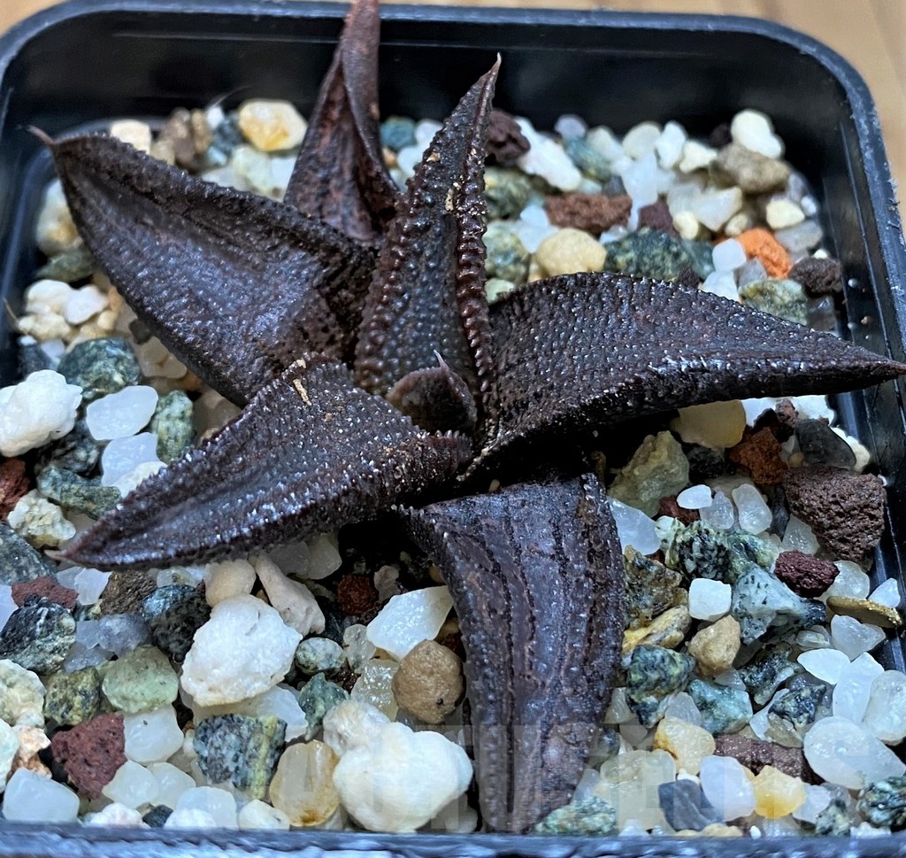 SH21276 Haworthia koelmaniorum - immagine 2