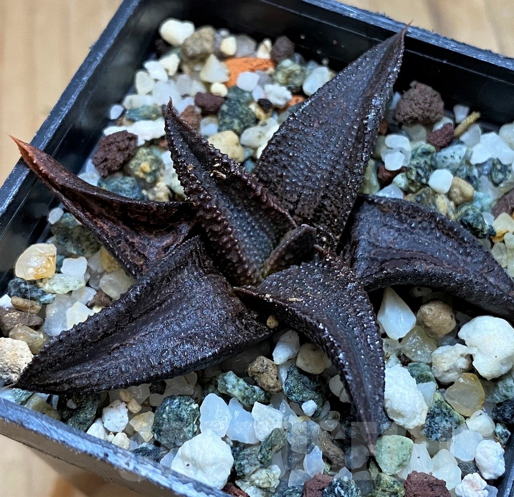 SH21276 Haworthia koelmaniorum
