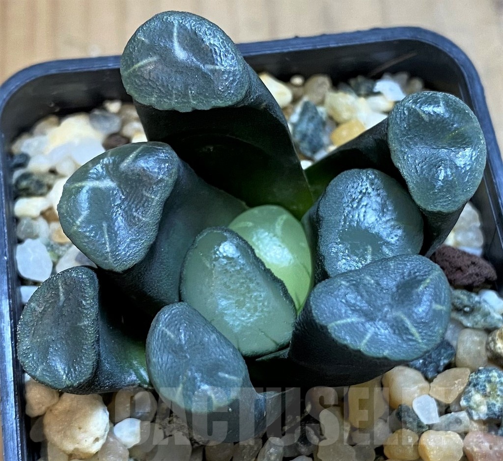 SH21283 Haworthia maughanii -Japan-