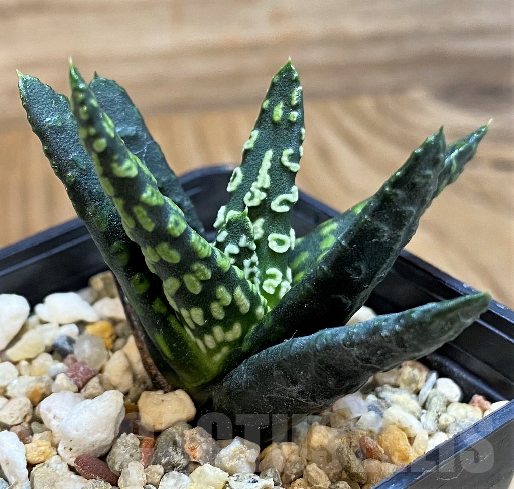 SH21289 Haworthia pumila 'Donut'