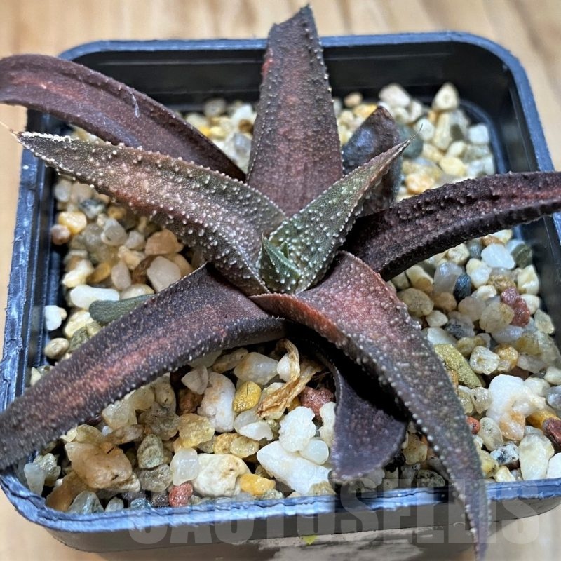 SH21281 Haworthia attenuata hybrid, seedling