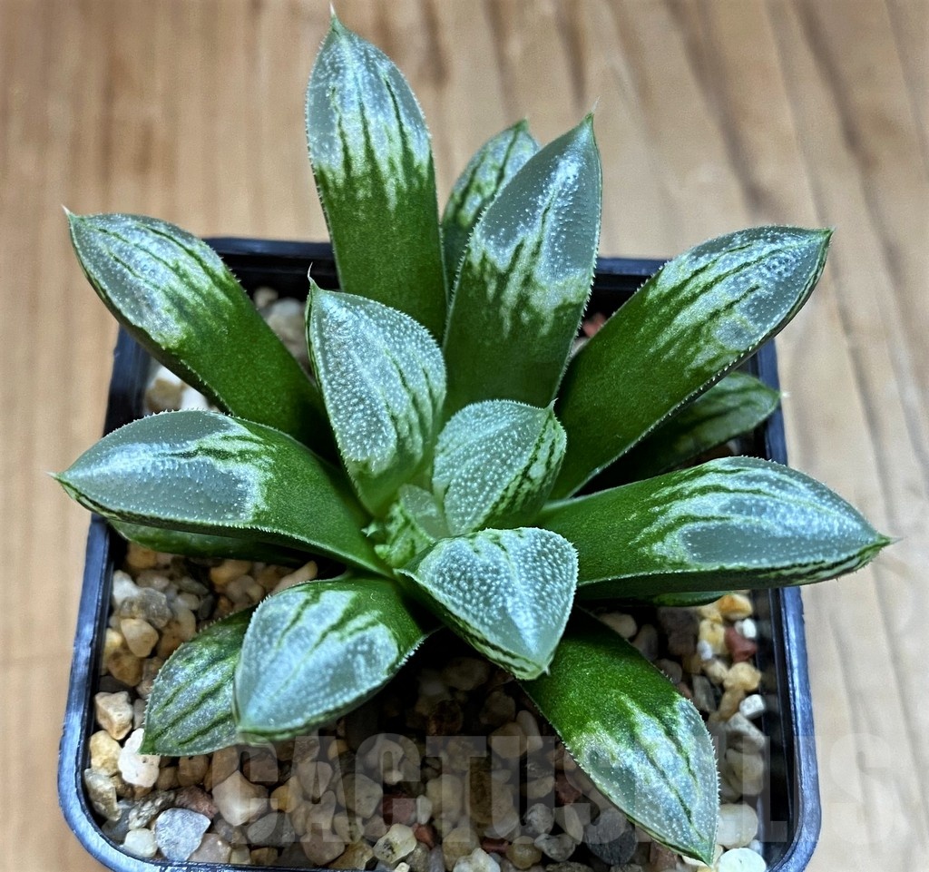 SH21282 Haworthia 'Love Heart' - Image 2