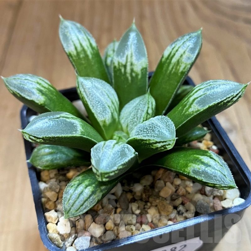 SH21282 Haworthia 'Love Heart'