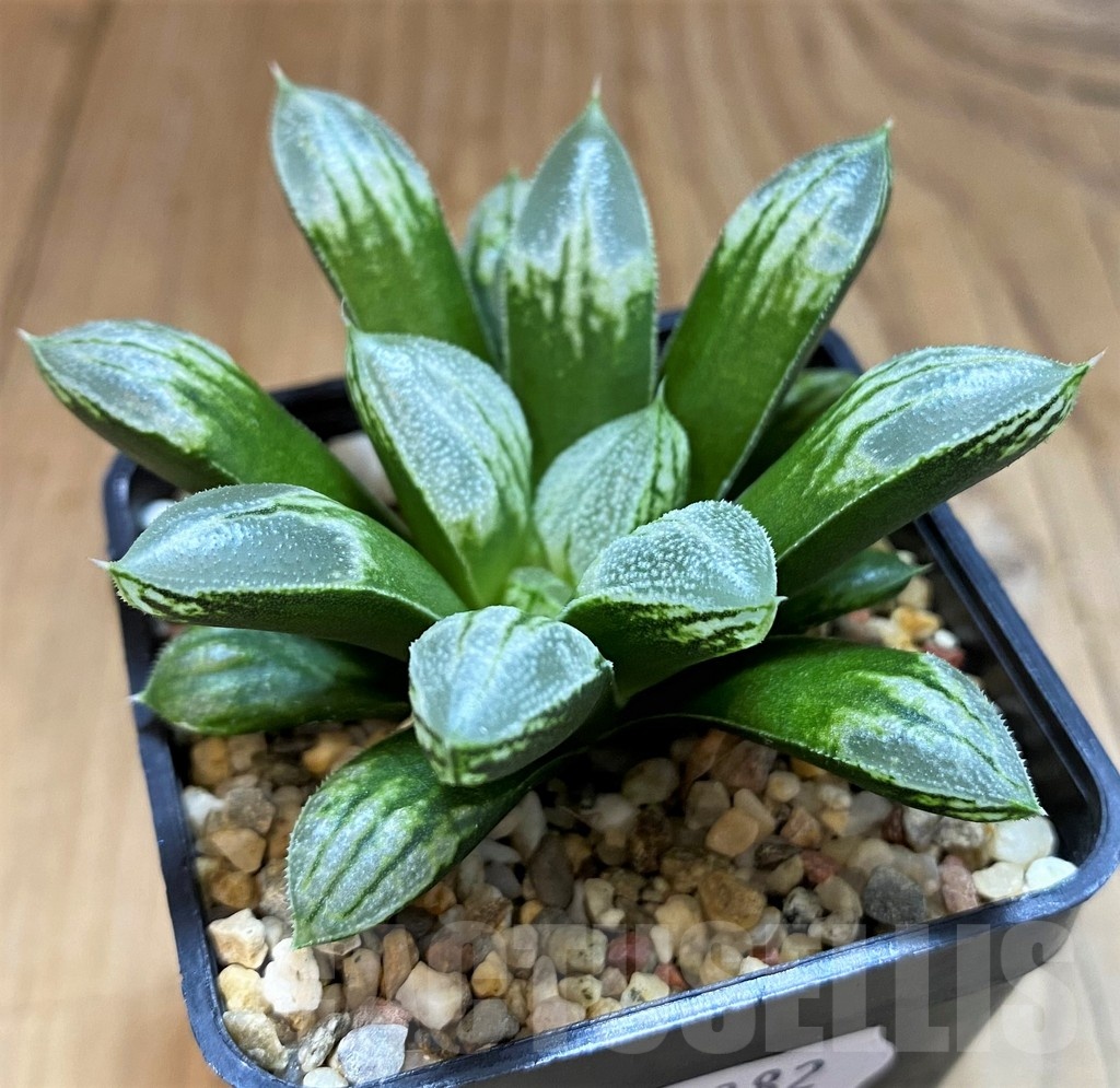 SH21282 Haworthia 'Love Heart'