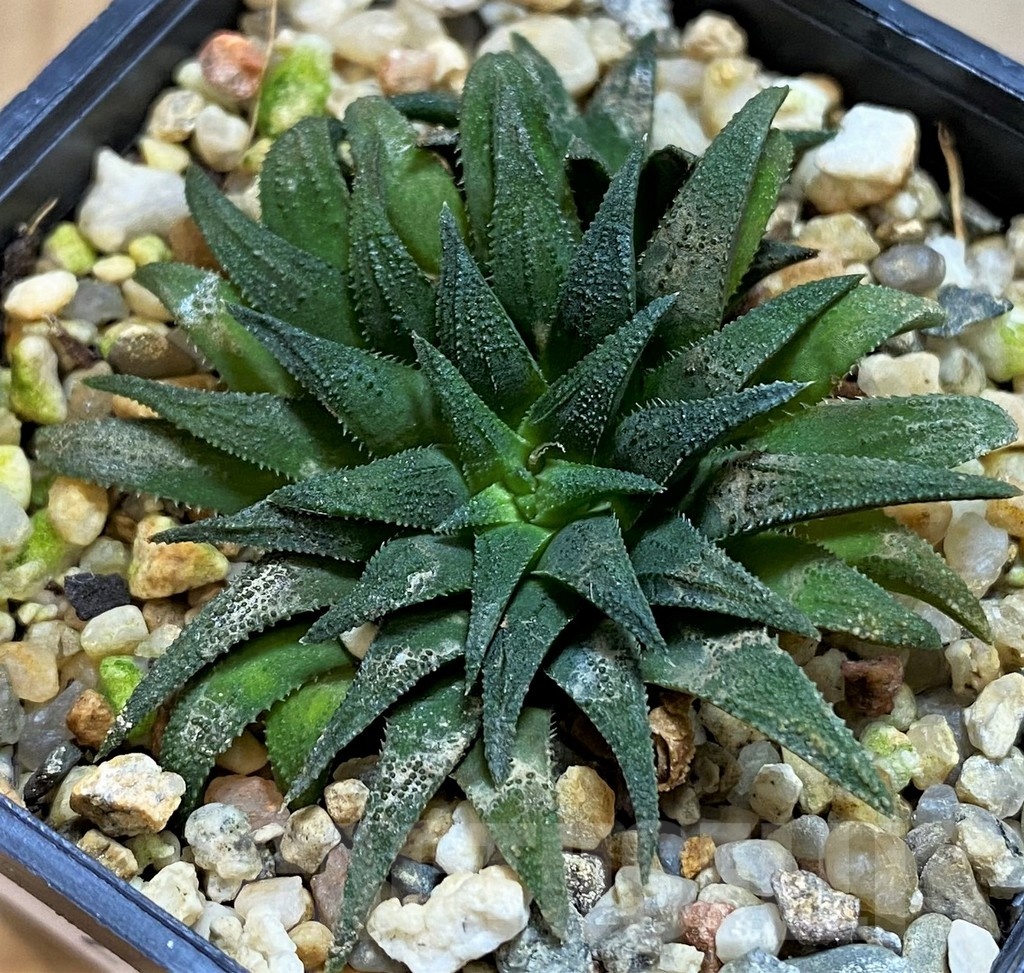SH21292 Haworthia parksiana - Зображення 2