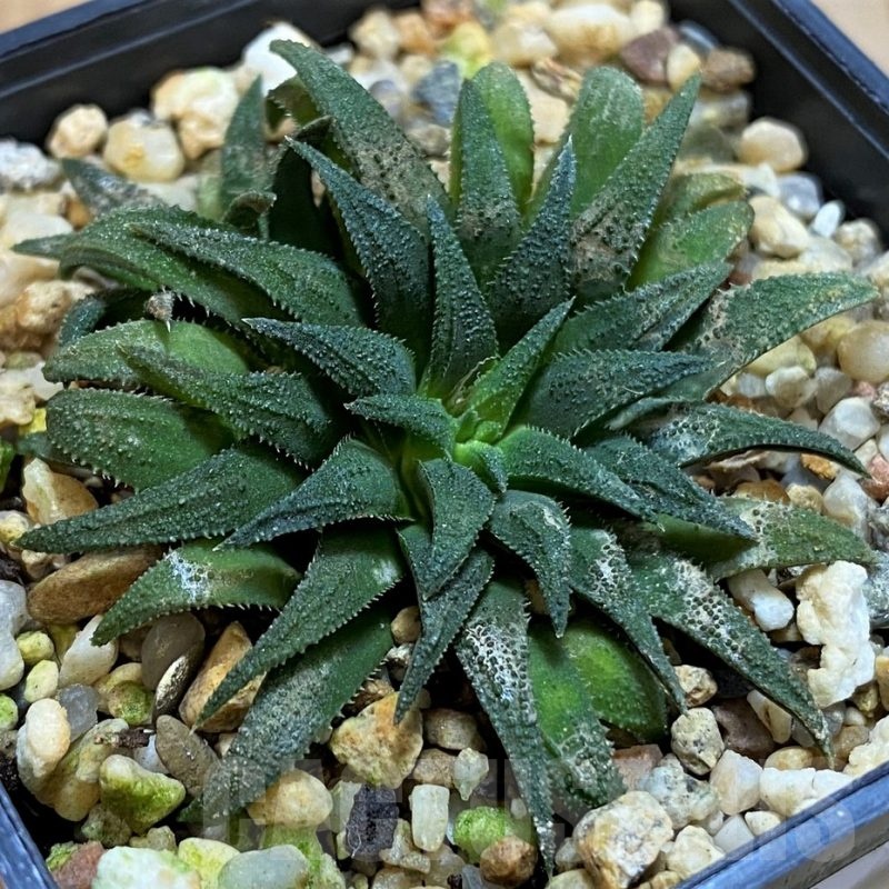 SH21292 Haworthia parksiana
