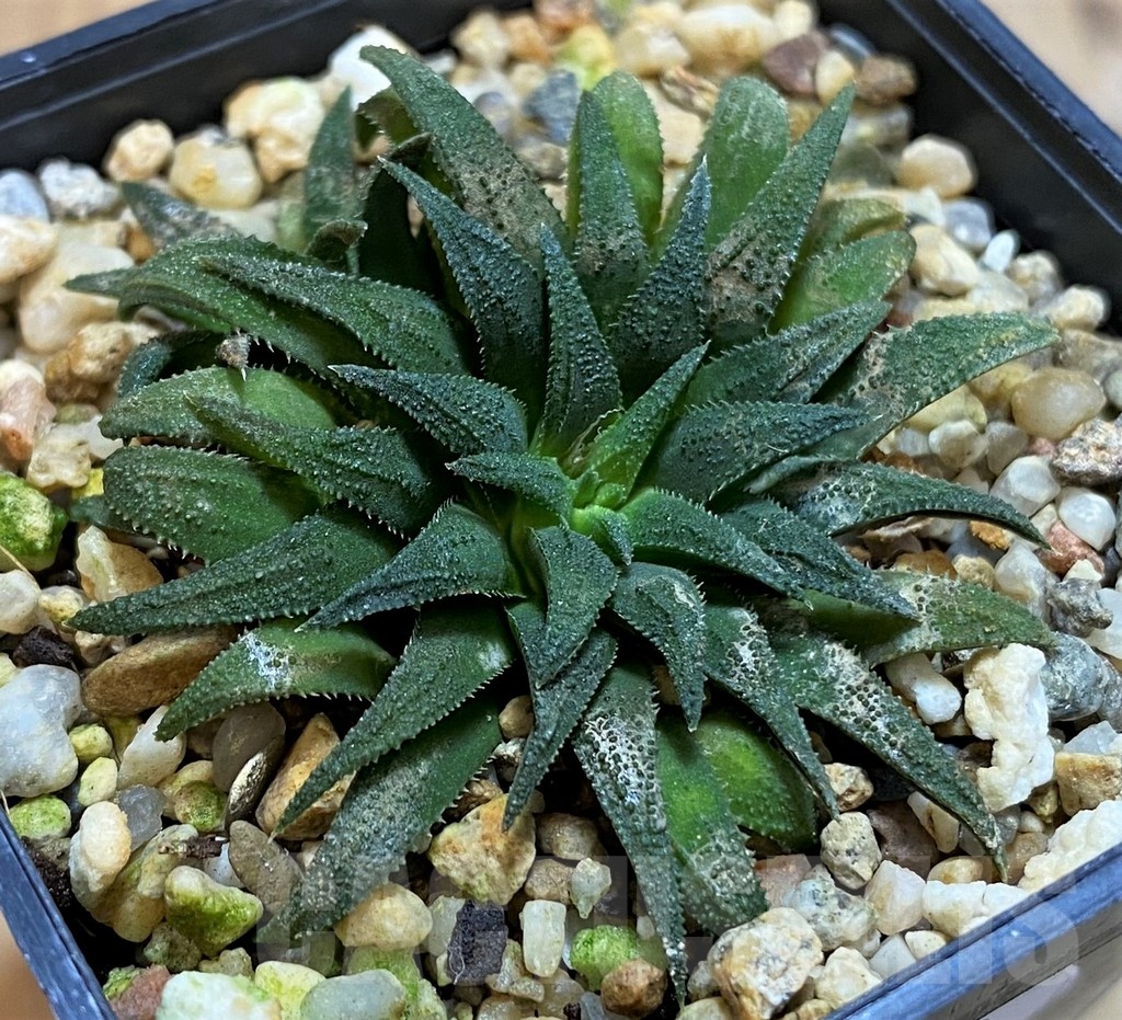 SH21292 Haworthia parksiana