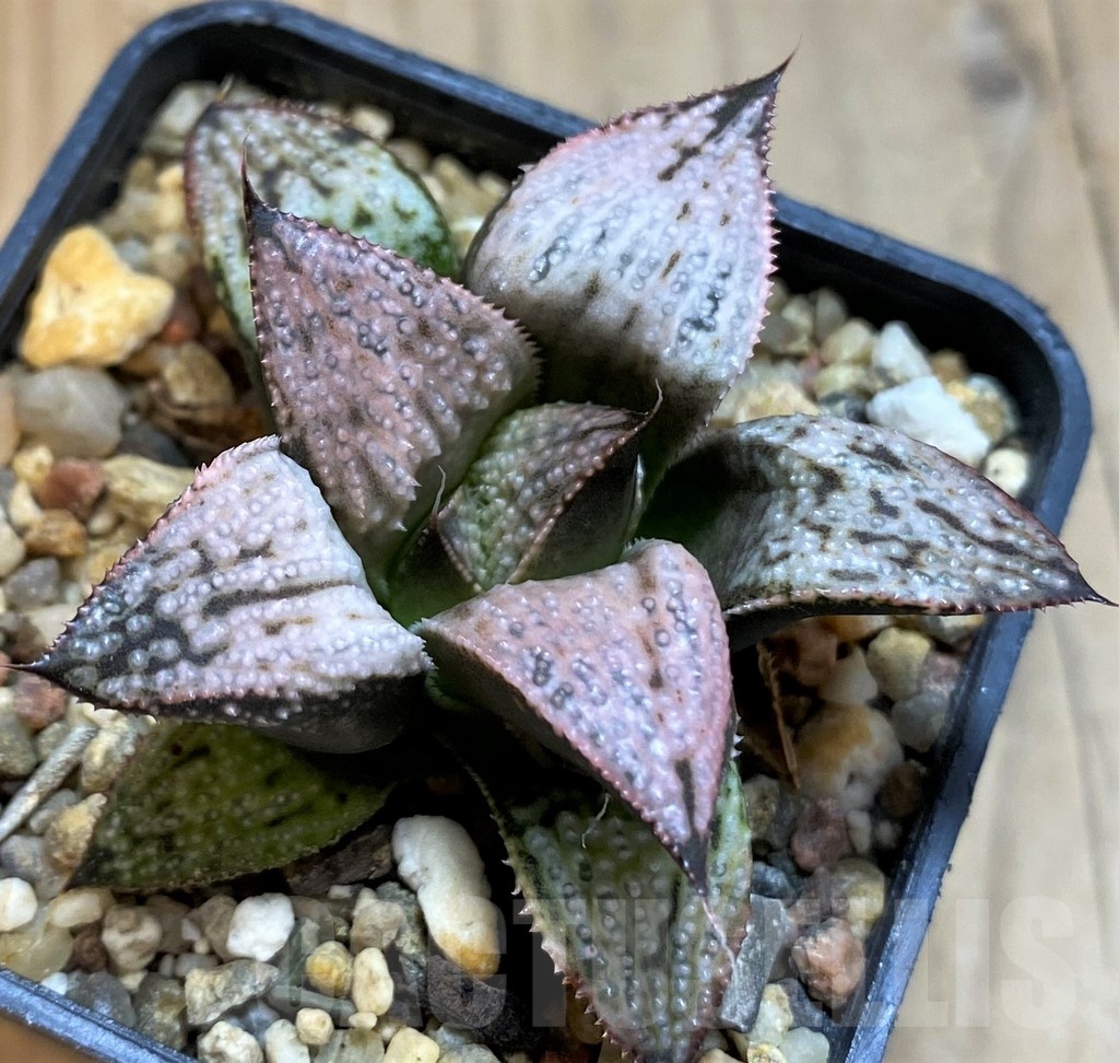 SH21293 Haworthia 'Imperial concubine'