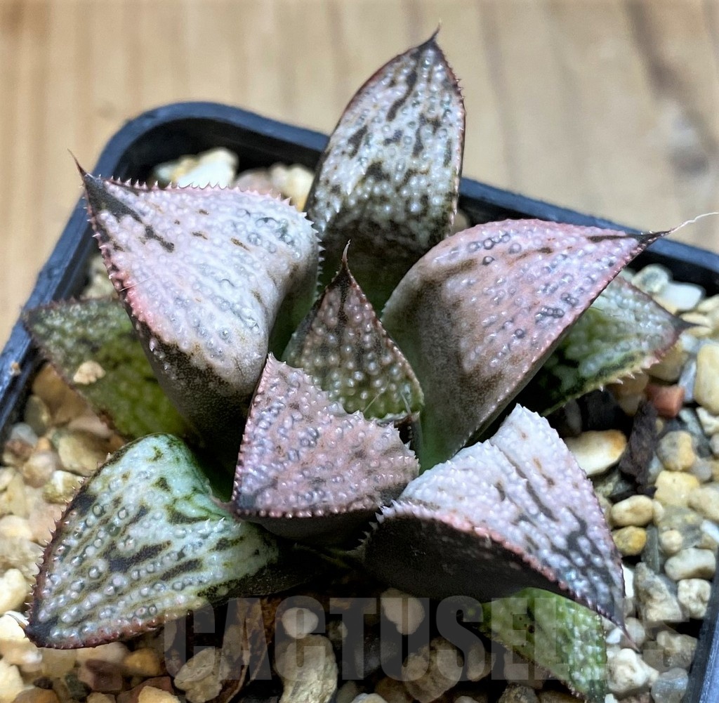 SH21293 Haworthia 'Imperial concubine' - Image 2
