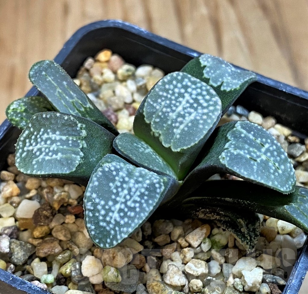 SH21297 Haworthia groenewaldii