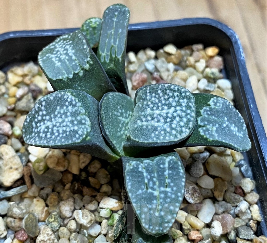 SH21297 Haworthia groenewaldii - immagine 2