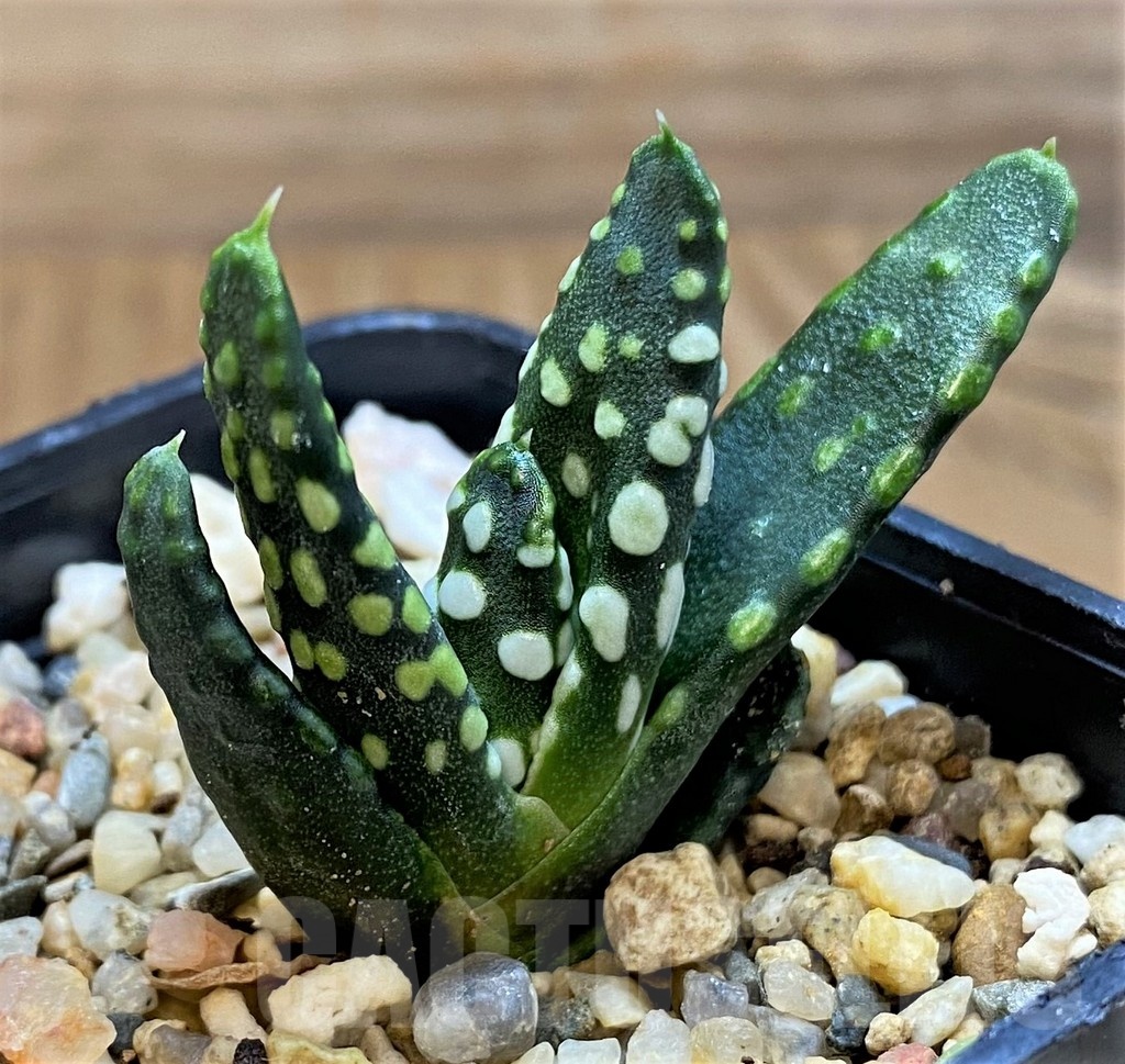 SH21298 Haworthia pumila 'Donut'