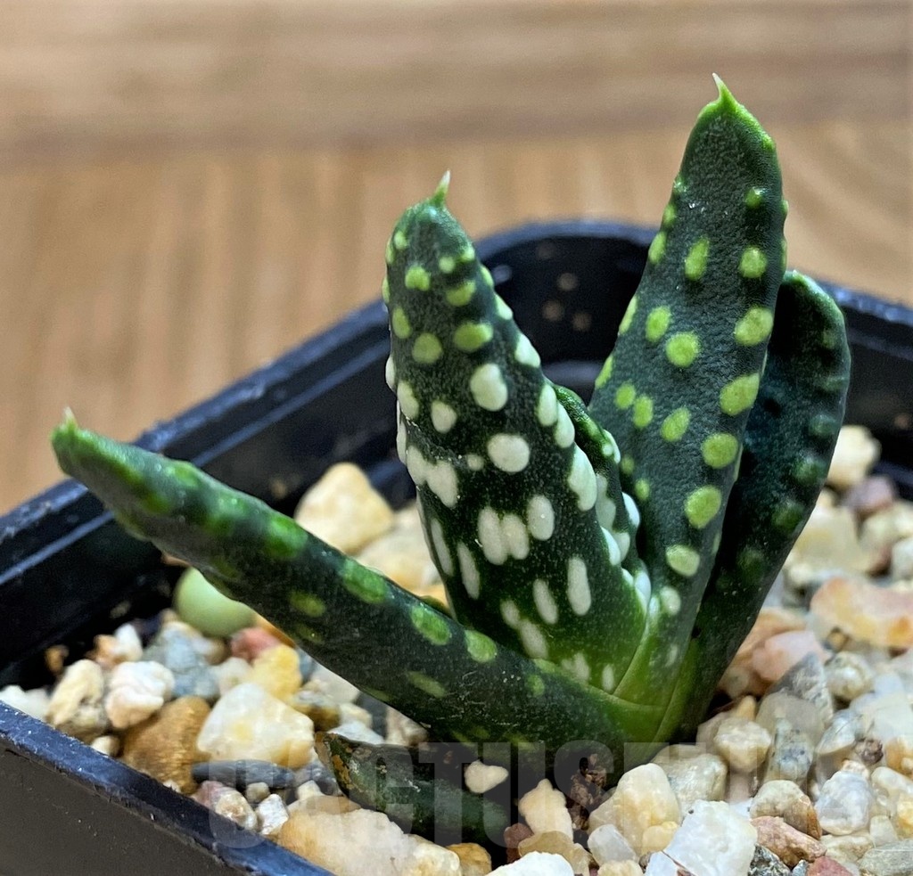SH21298 Haworthia pumila 'Donut' - immagine 2