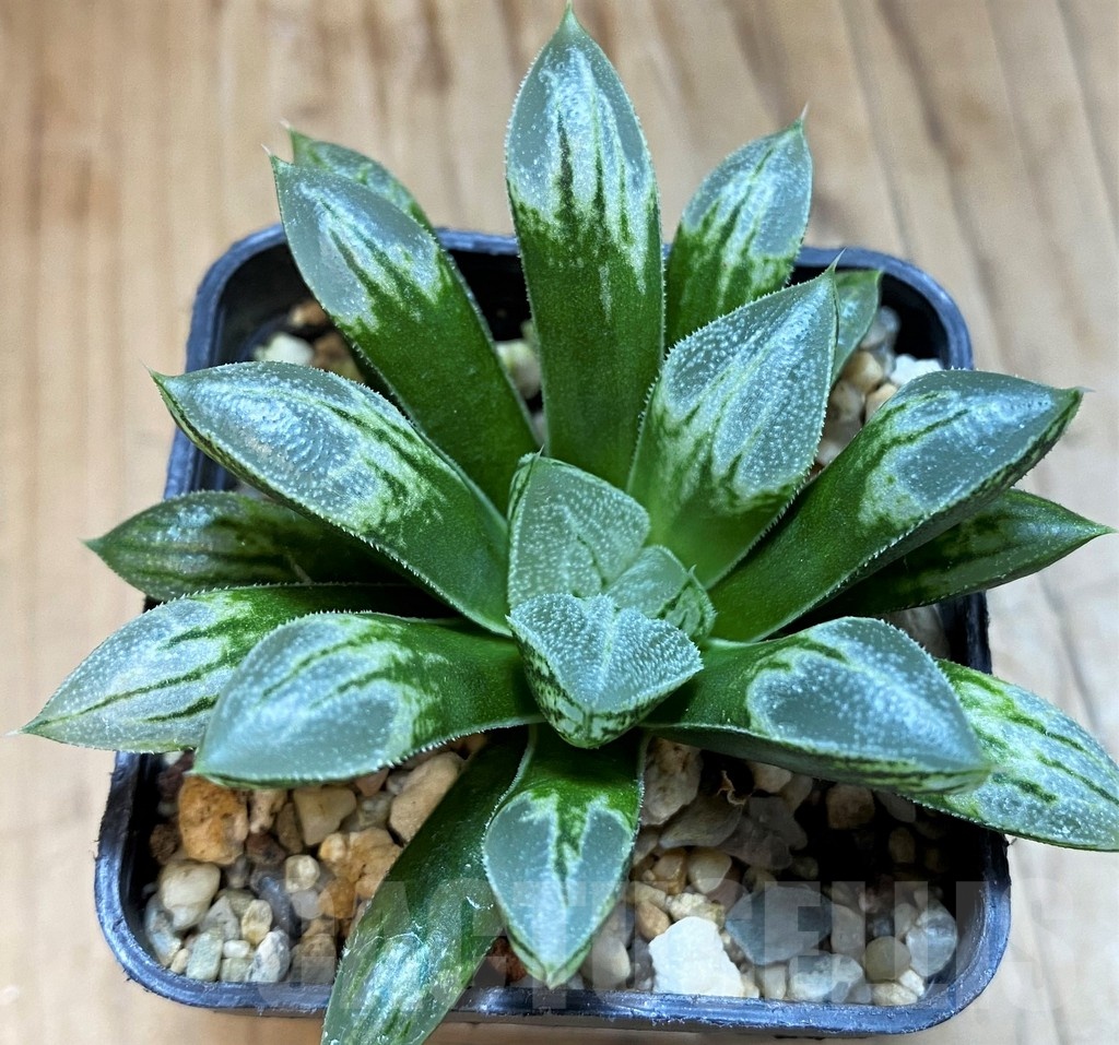 SH21299 Haworthia 'Love Heart' - Image 2