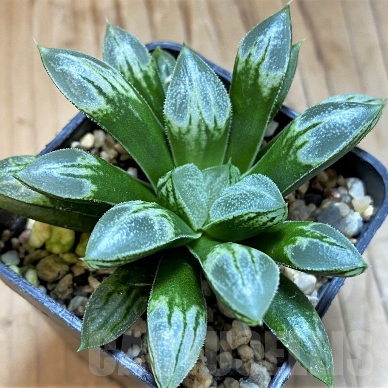 SH21299 Haworthia 'Love Heart'