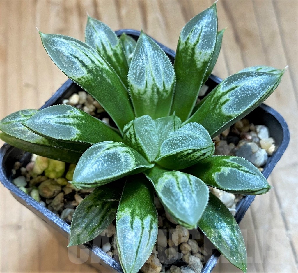 SH21299 Haworthia 'Love Heart'