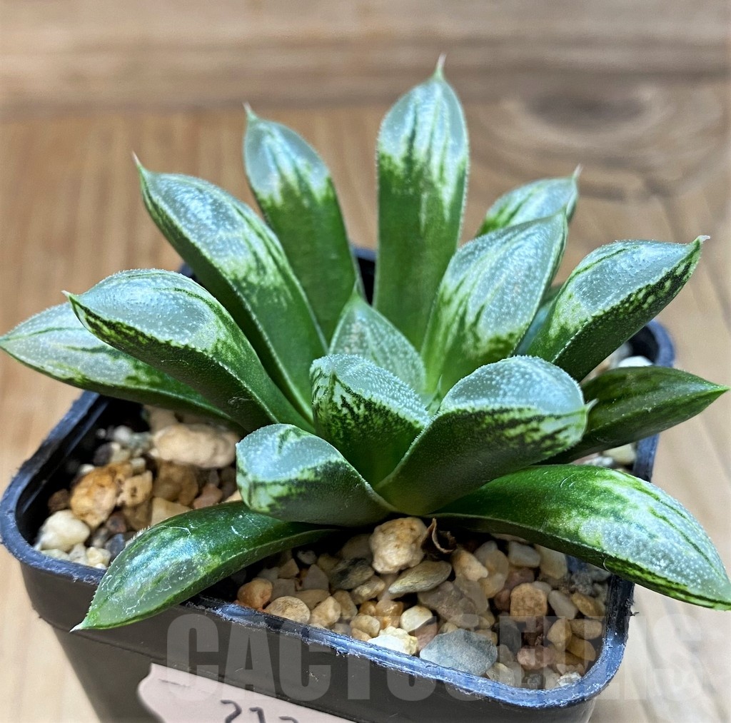 SH21299 Haworthia 'Love Heart' - Image 3
