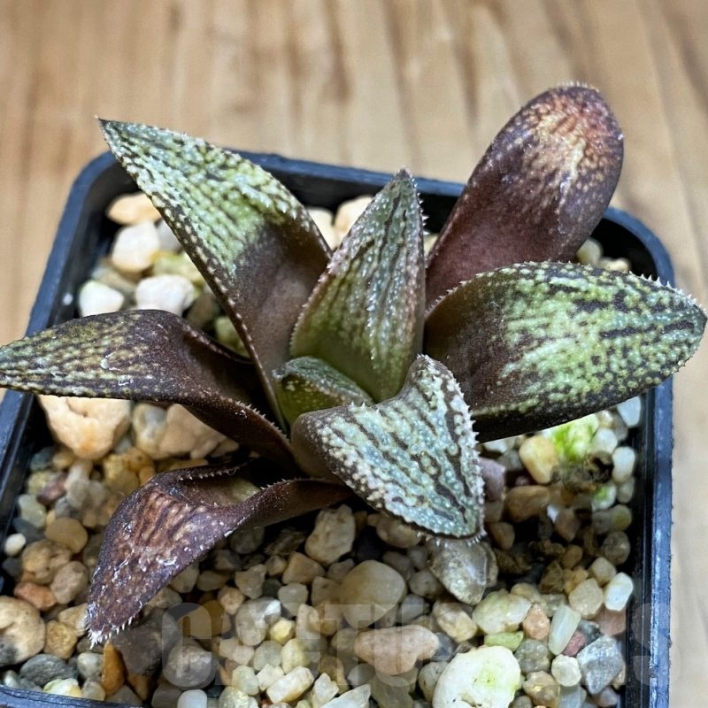 SH21300 Haworthia splendens hybrid