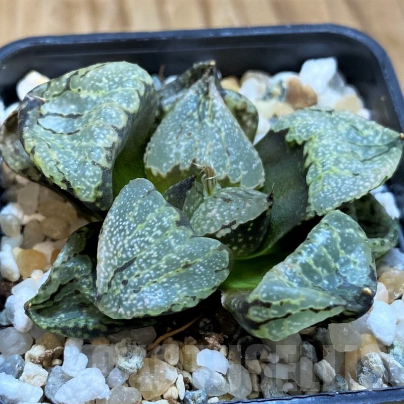 SH21301 Haworthia picta mutant