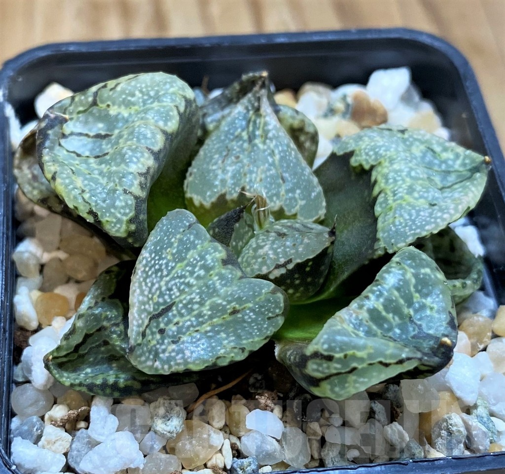SH21301 Haworthia picta mutant