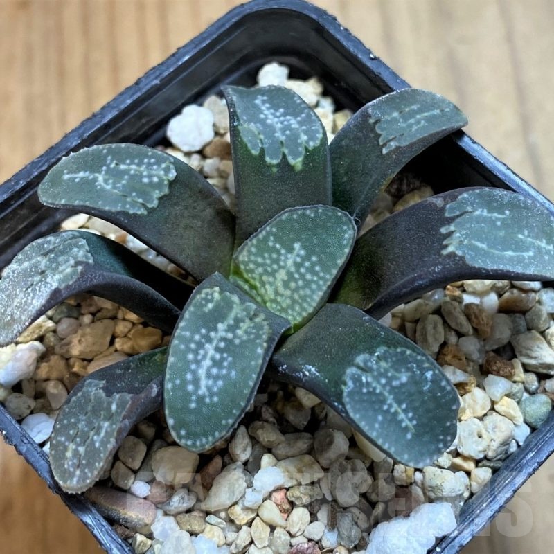 SH21302 Haworthia groenewaldii
