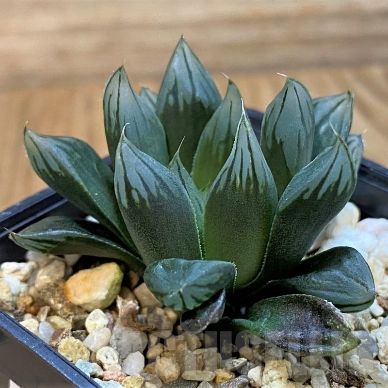 SH21303 Haworthia cooperi 'Black' hybrid