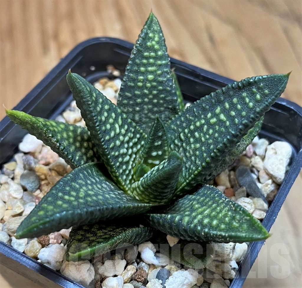 SH21305 Haworthia minima x koelmaniorum - Imagen 2