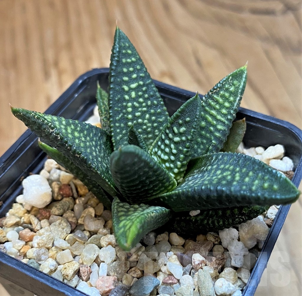 SH21305 Haworthia minima x koelmaniorum