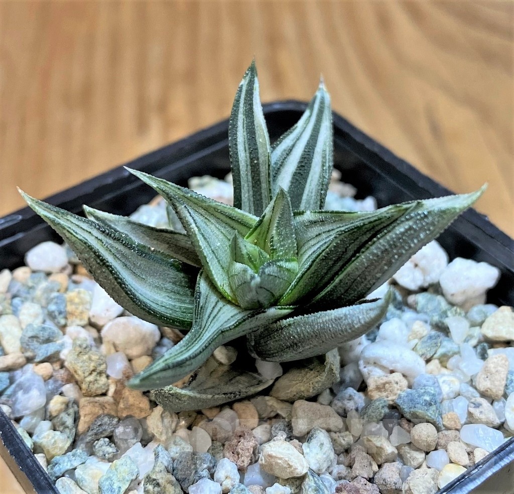 SH21306 Haworthia tortuosa f. variegata - immagine 2