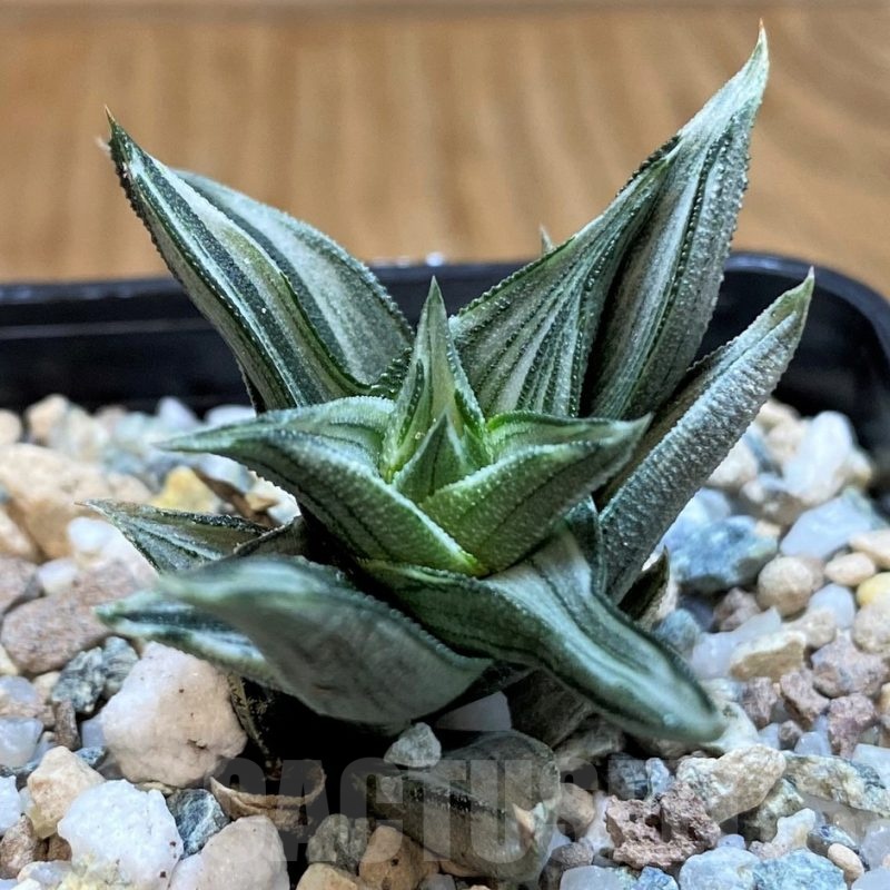 SH21306 Haworthia tortuosa f. variegata