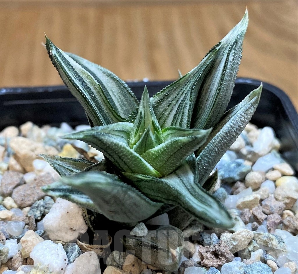 SH21306 Haworthia tortuosa f. variegata