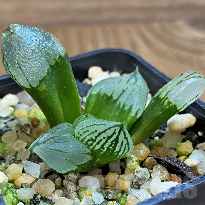 SH21307 Haworthia ‘Corn Poppy’ mutant