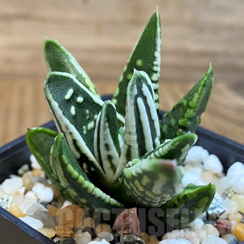 SH21311 Haworthia 'Tears of Angel'